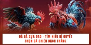 Đá Gà Cựa Dao