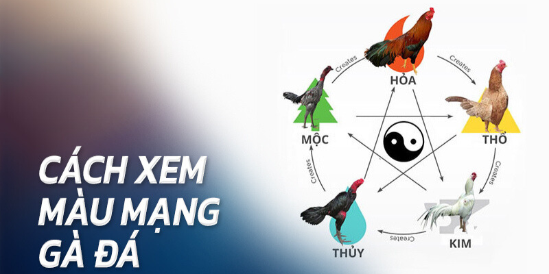 Mẹo chọn màu mạng gà đá theo ngũ hành
